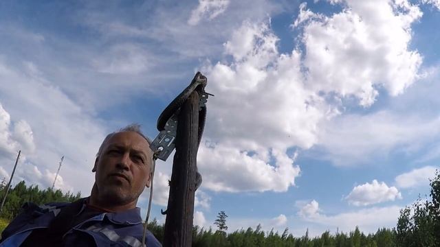 Гадюка болотная. Приблизить и приглядеться. Красота! смотреть онлайн