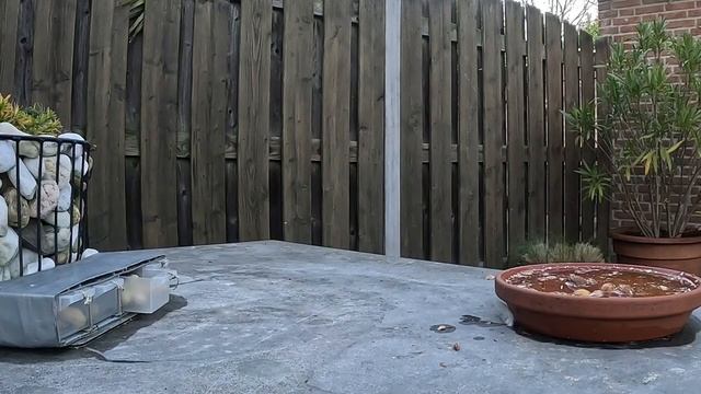 СТАЙКА СИНИЧЕК ПРИЛЕТЕЛА ЗА ОРЕШКАМИ ?? #птицы #синица #кормушка #наблюдение смотреть онлайн