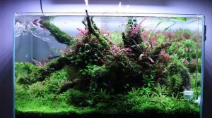 RGB Vivid II: приложение My Chihiros и настройки. Показываю варианты освещения на своем аквариуме.