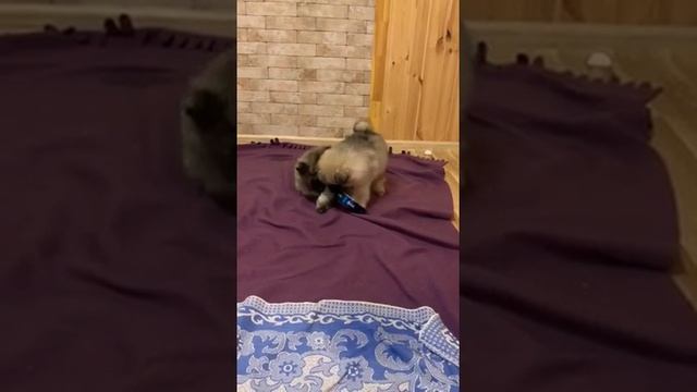 Щенки породы немецкий Вольфшпиц. смотреть онлайн