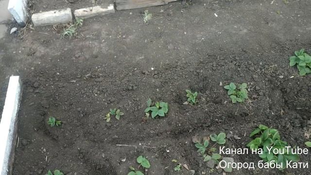 Клубника! Уход за клубникой весной для большого урожая. смотреть онлайн