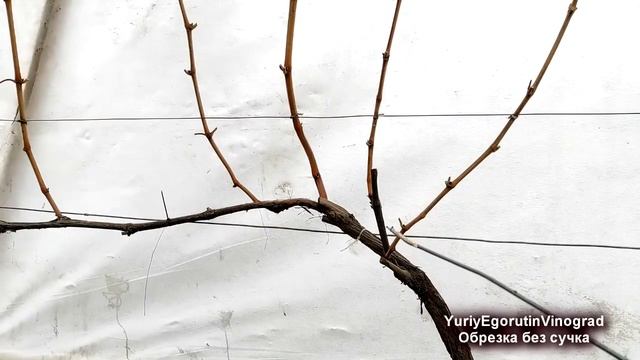 ? Обрезка винограда не ПО ПРАВИЛАМ. Зачем удаляю сучок замещения? Выбираю лучший вариант. смотреть онлайн