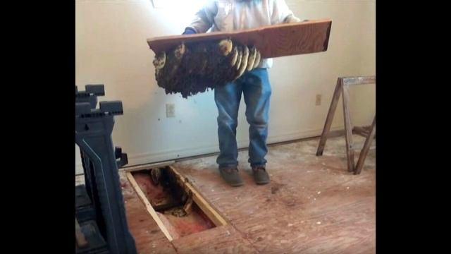 Из под кровати женщины доносились странные звуки. Вскрыв пол, люди обнаружили ужасающую находку! смотреть онлайн