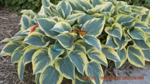 Хоста гибридная Фест Фрост (hosta) ? хоста Фест Фрост обзор: как сажать рассада хосты Фест Фрост