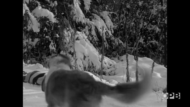 Meet the avalanche rescue dogs of Mount Bachelor | Oregon Field Guide смотреть онлайн