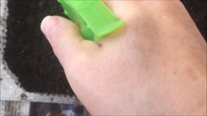 Дихондра. Выращивание из семян. Уход.