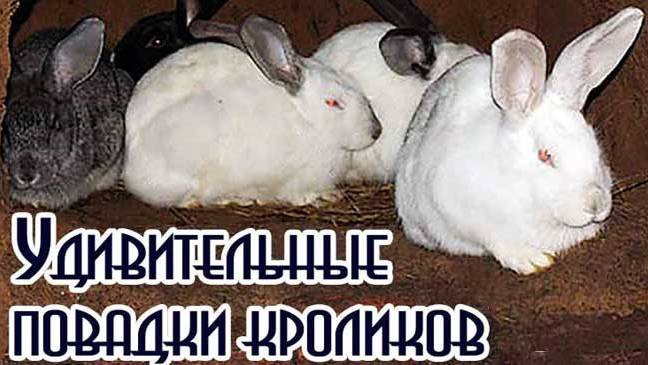 Удивительные повадки кроликов