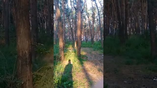 Милые животные. Видео про белочкек в сосновом лесу смотреть онлайн