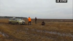 Охота на куропаток с легавыми. Охота на куропаток в Белоруссии . 2018