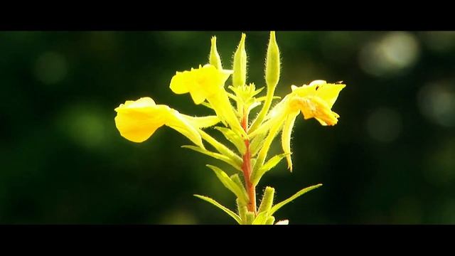Film look Test - Sony HVR-Z1 [Magic Bullet Looks] смотреть онлайн