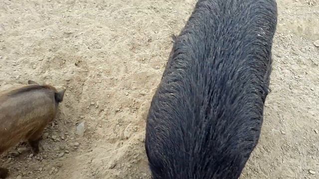 Wild boar смотреть онлайн