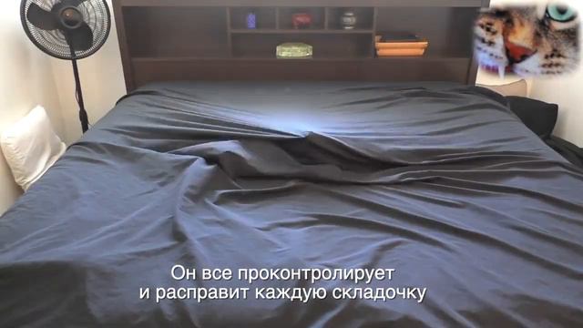 КОТИКИ ДОМА