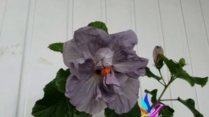 Гибискус Cyber Sister (#Hibiscus #CyberSister)