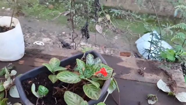 tapete de rainha planta смотреть онлайн
