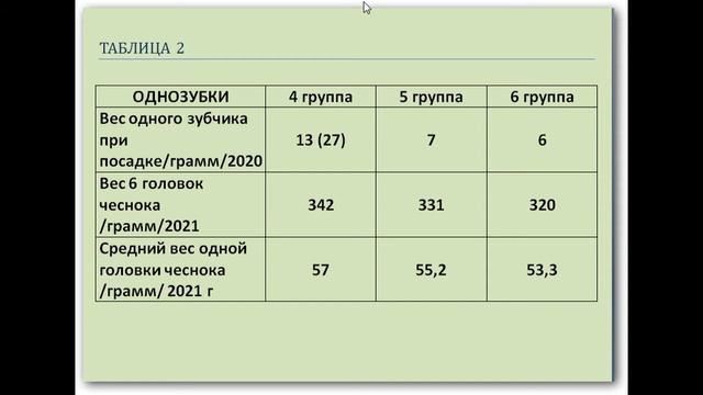 389_Чеснок. Чем крупнее зубчики, тем больше урожай? А так ли это? Провела эксперимент.