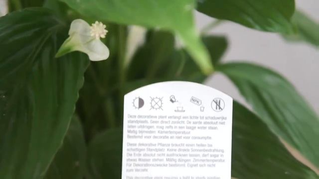 Спатифиллум смотреть онлайн