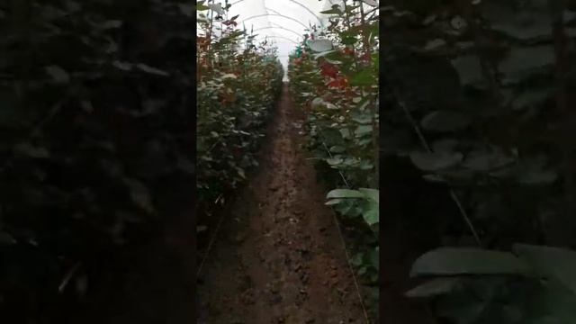 Botrytis control sin químicos смотреть онлайн