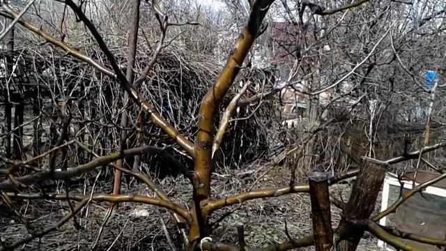 Чем опрыскивать деревья весной.  Препараты для опрыскивания