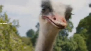 Удивительное путешествие доктора Дулиттла