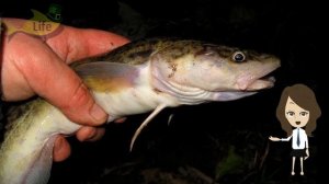 Секреты ловли налима в марте апреле! Как на что и где ловить налима после зимы по открытой воде?