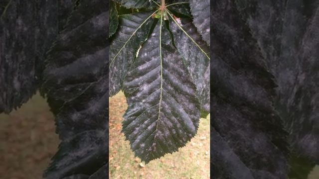 Red Horse Chestnut (Aesculus x carnea) - leaflet close up - July 2018 смотреть онлайн