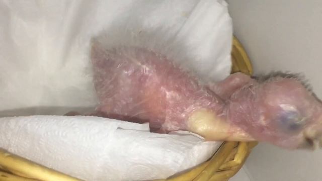 Птенцы ара (рубиновый ара и зеленокрылый ара). смотреть онлайн