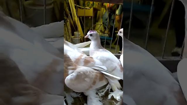 Голуби Агараны-Тасманы смотреть онлайн