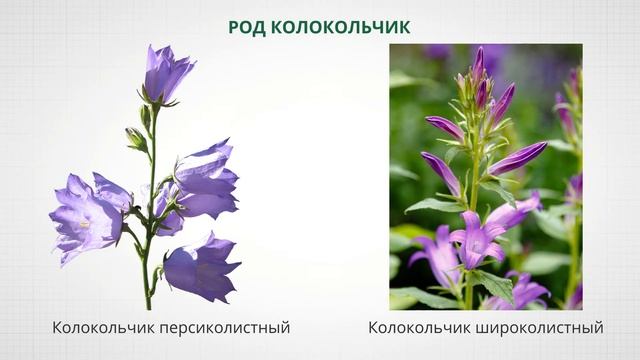 Многообразие органического мира. Принципы систематики смотреть онлайн