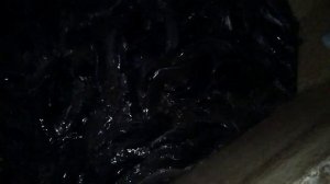 Клариевый сом плотность посадки без барабанного фильтра