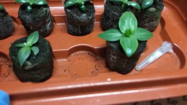 ЭУСТОМА! ПЕРВАЯ ПЕРЕВАЛКА. СЕКРЕТ КРЕПКОЙ РАССАДЫ смотреть онлайн