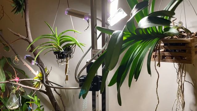 Basic Plant Care Series #9: Vanda care (Old) смотреть онлайн