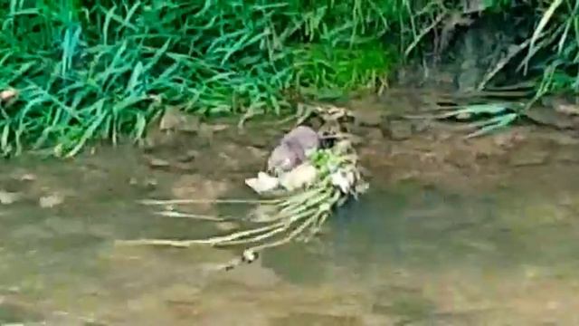 Абракадабра поселилась у нас на Водоёме. смотреть онлайн