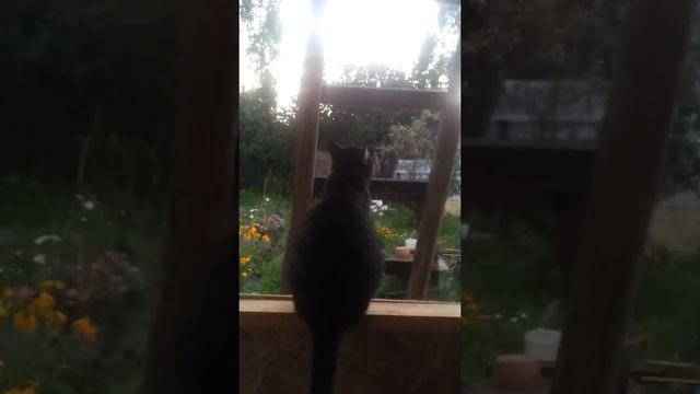 Мой кот на даче!!! смотреть онлайн