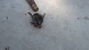 Жук плавунец ♥ Поймали жука плавунца на даче. Гигантский жук плавунец в замедленной съемке