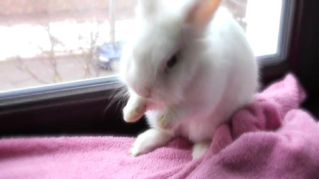 Мой кролик - ЧЕМ КОРМИТЬ КРОЛИКА? - по запросу - смотреть онлайн