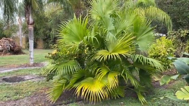 The Tree Planters Presents Our Chinese Fan Palm 10" Multi Trunk смотреть онлайн