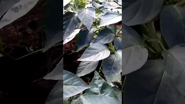 ?собираем кучу перцев каждую неделю! ? смотреть онлайн