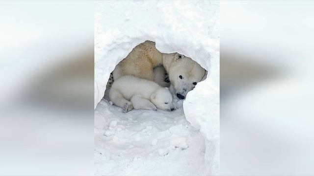 ЛЕПКА МЕДВЕЖОНОК НА ЛЬДИНЕ Копылова И В смотреть онлайн