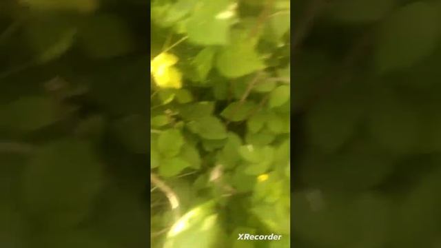 жизнь виноградных улиток в природе