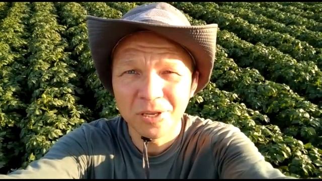 Урожай 2020 уже скоро. Сорта картофеля: Ривьера, Торнадо, Лабелла, Королева Анна, Ред Скарлет. смотреть онлайн