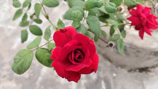 home garden Gulabi смотреть онлайн