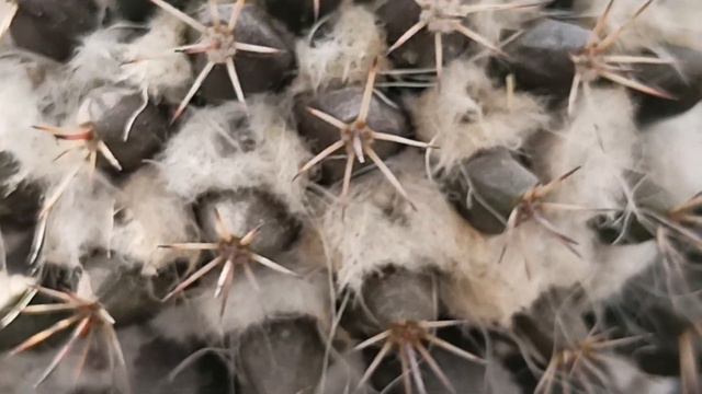 Mammillaria | Cacti care смотреть онлайн