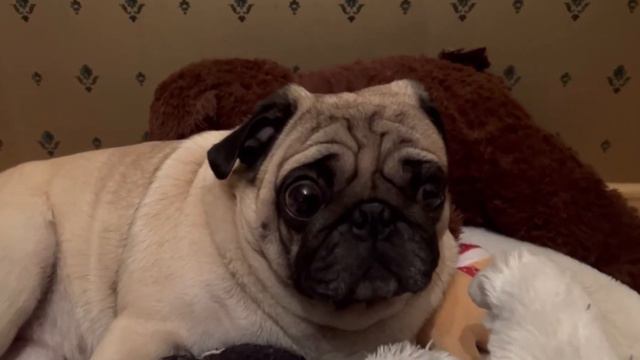 Мопс и игрушки.Отдых Барни🐶Воскресенье