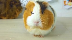 МОРСКИЕ СВИНКИ Бузя и Кузя 24 ЧАСА ЖИВУТ НА 100 РУБЛЕЙ ЧЕЛЛЕНДЖ