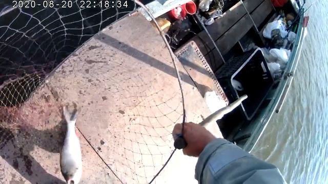 ПРОВЕРКА ПЕРЕМЁТА. БУДУЩИЙ ОСЁТР... №93. смотреть онлайн