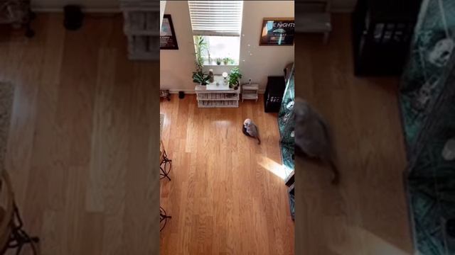 ЧТО ДЕЛАЕТ КОТ КОГДА ХОЗЯЕВ НЕТ ДОМА: смотреть онлайн