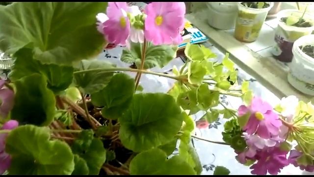 Комнатная примула - весенний уход.. смотреть онлайн