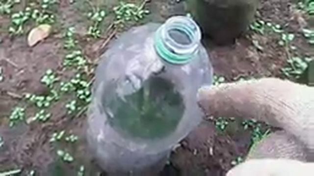 Голубика Спартан ,Блюкроп.Прирост за сезон. смотреть онлайн