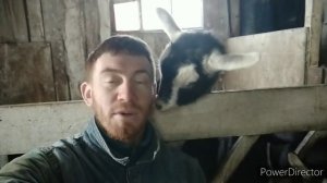 ЛУЧШАЯ ПОРОДА КОЗ АЛЬПИЙСКАЯ, ИДЕАЛЬНАЯ ДЛЯ ХОЗЯЙСТВА.