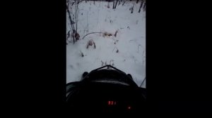 Тайга Варяг 500 тест на проходимость в лесу.